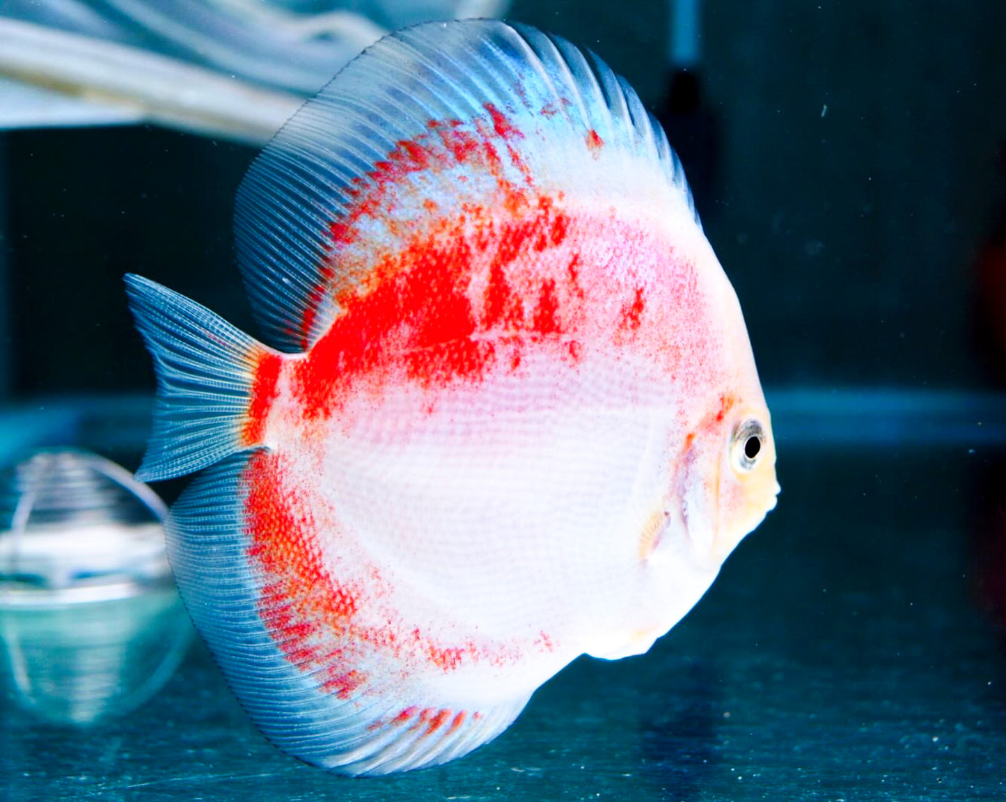 Red Snow Discus Fish
