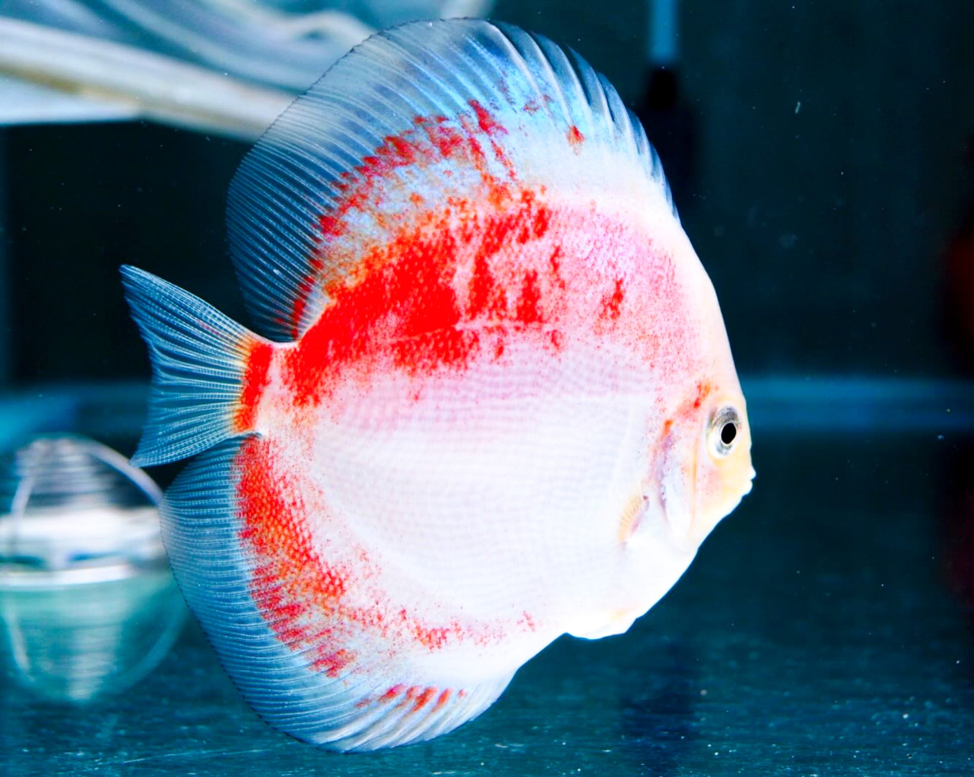 Red Snow Discus Fish
