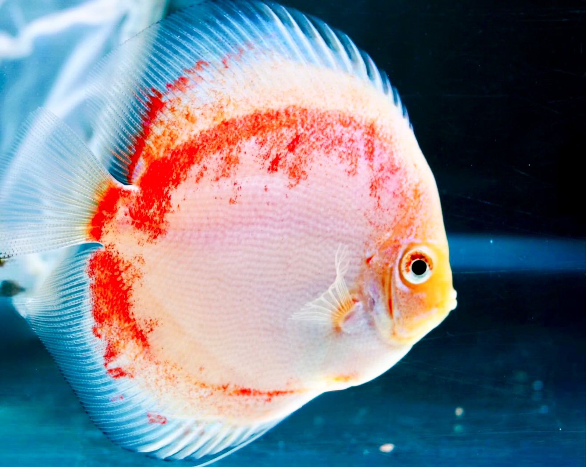 Red Snow Discus Fish