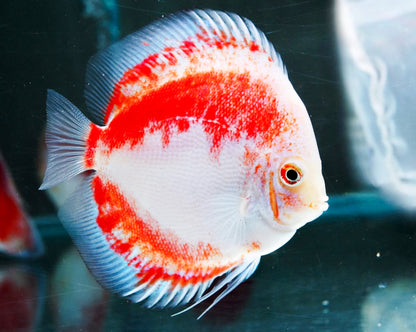 Red Snow Discus Fish