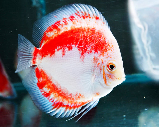 Red Snow Discus Fish