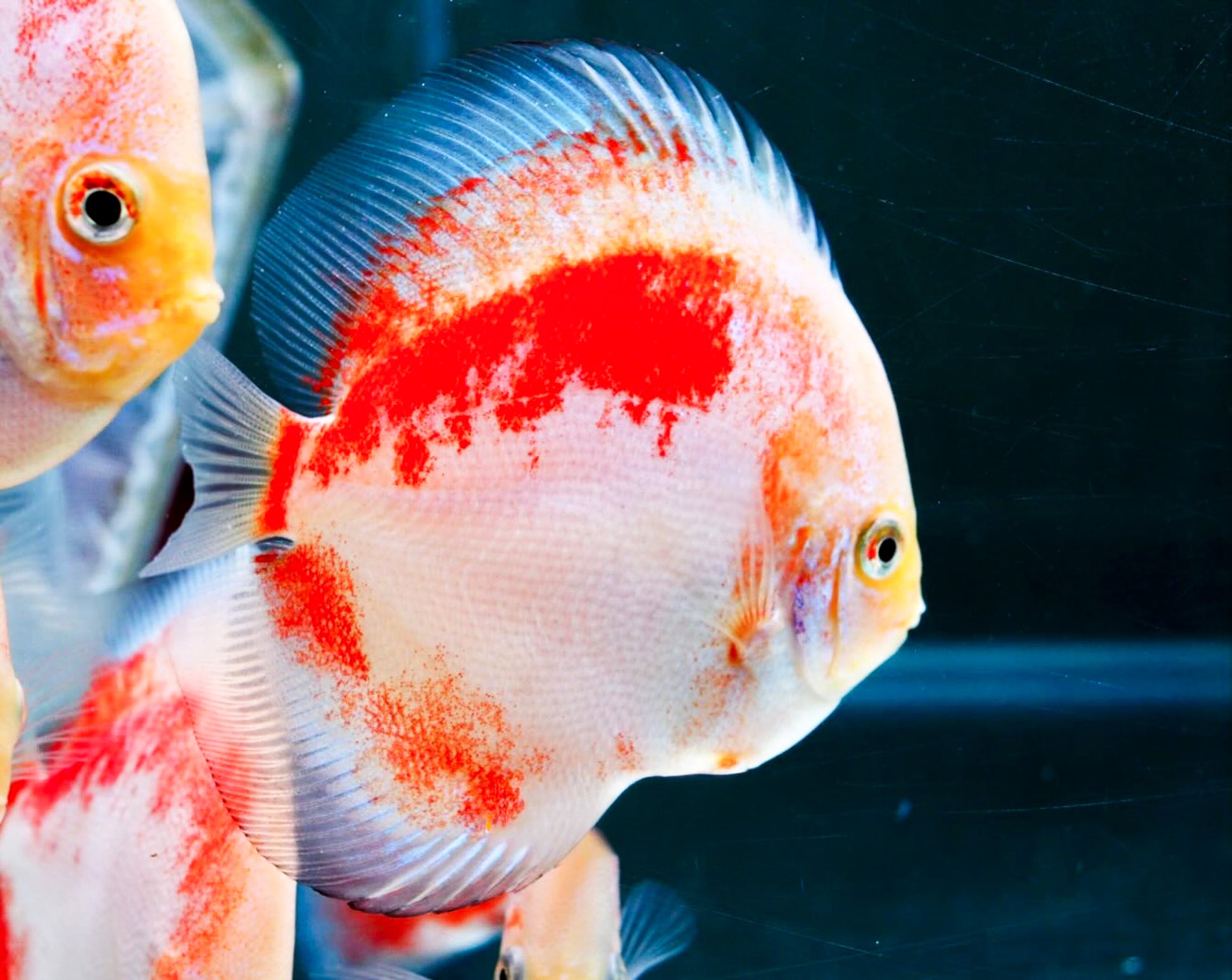 Red Snow Discus Fish