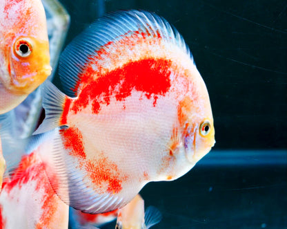 Red Snow Discus Fish