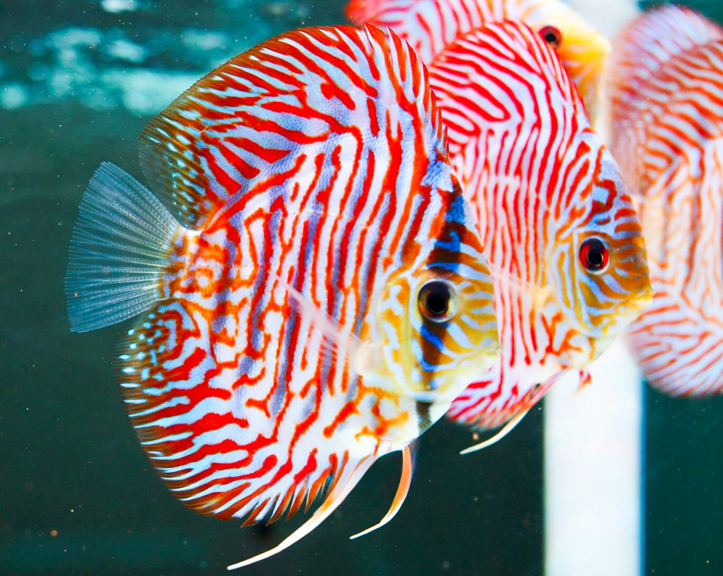 Red Tiger Turquoise Discus Fish