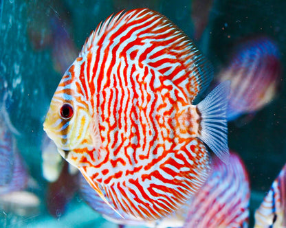 Red Tiger Turquoise Discus Fish