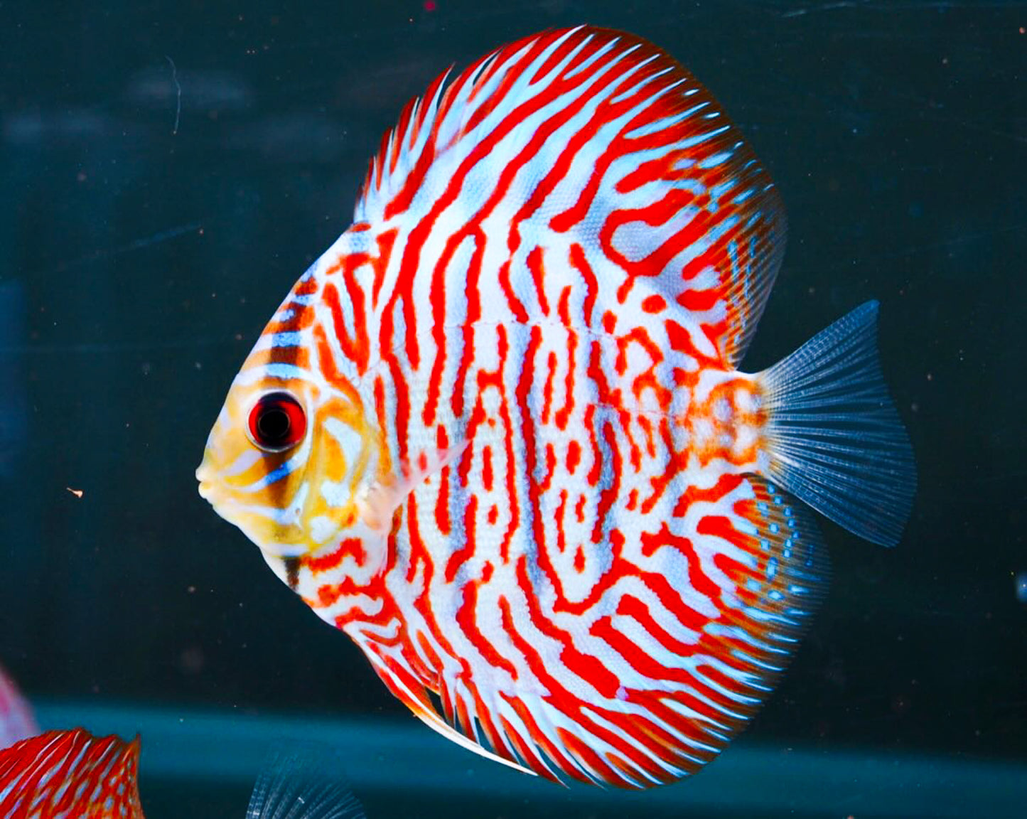 Red Tiger Turquoise Discus Fish