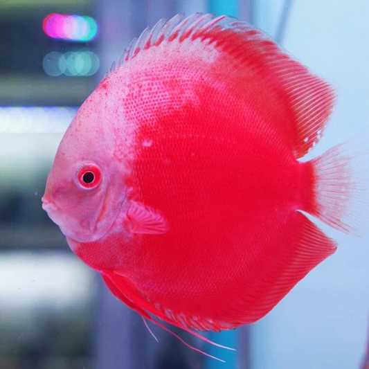 Red White Melon Discus Fish