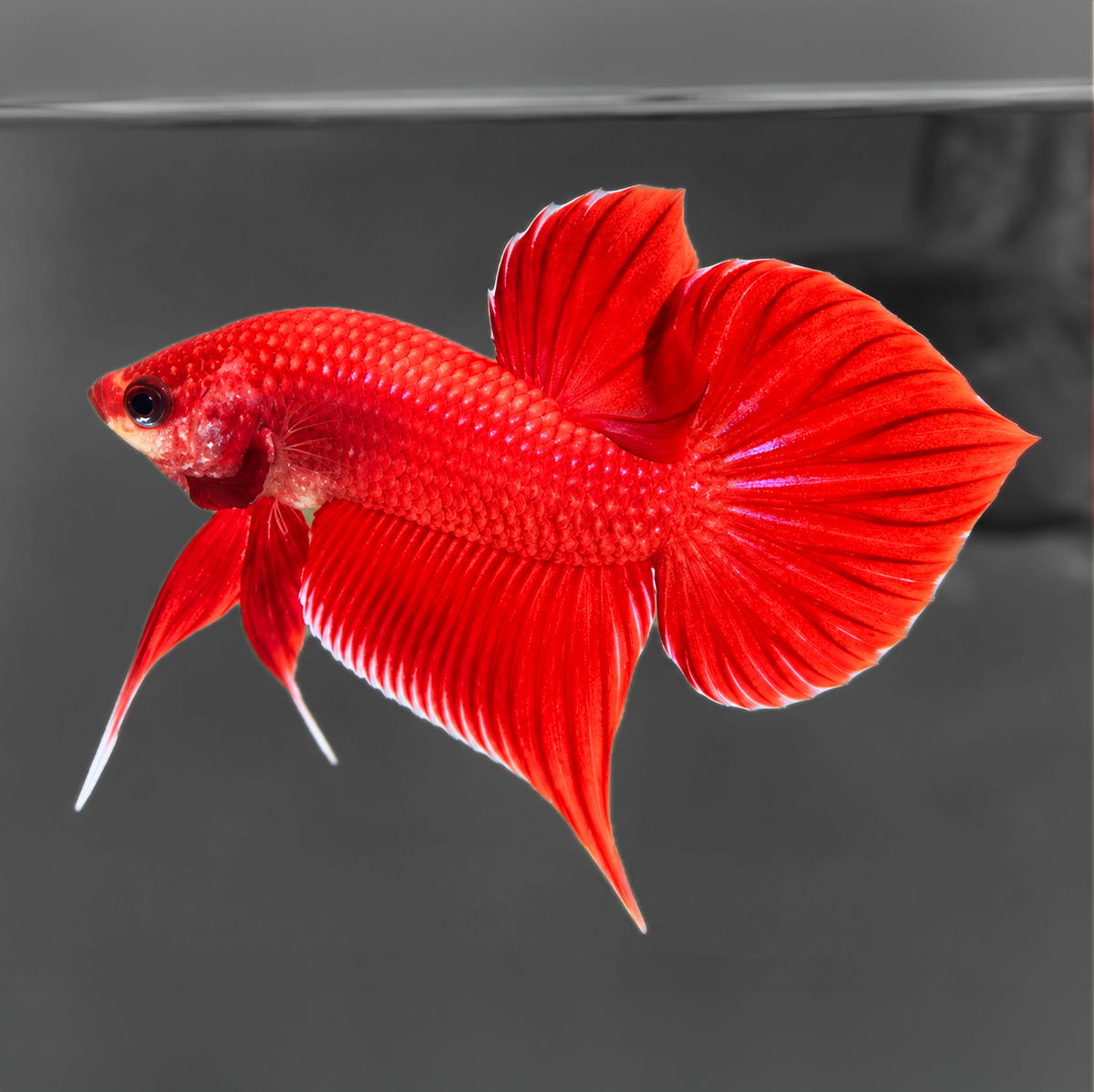 Red Wild Betta Splendens Hybrid Male