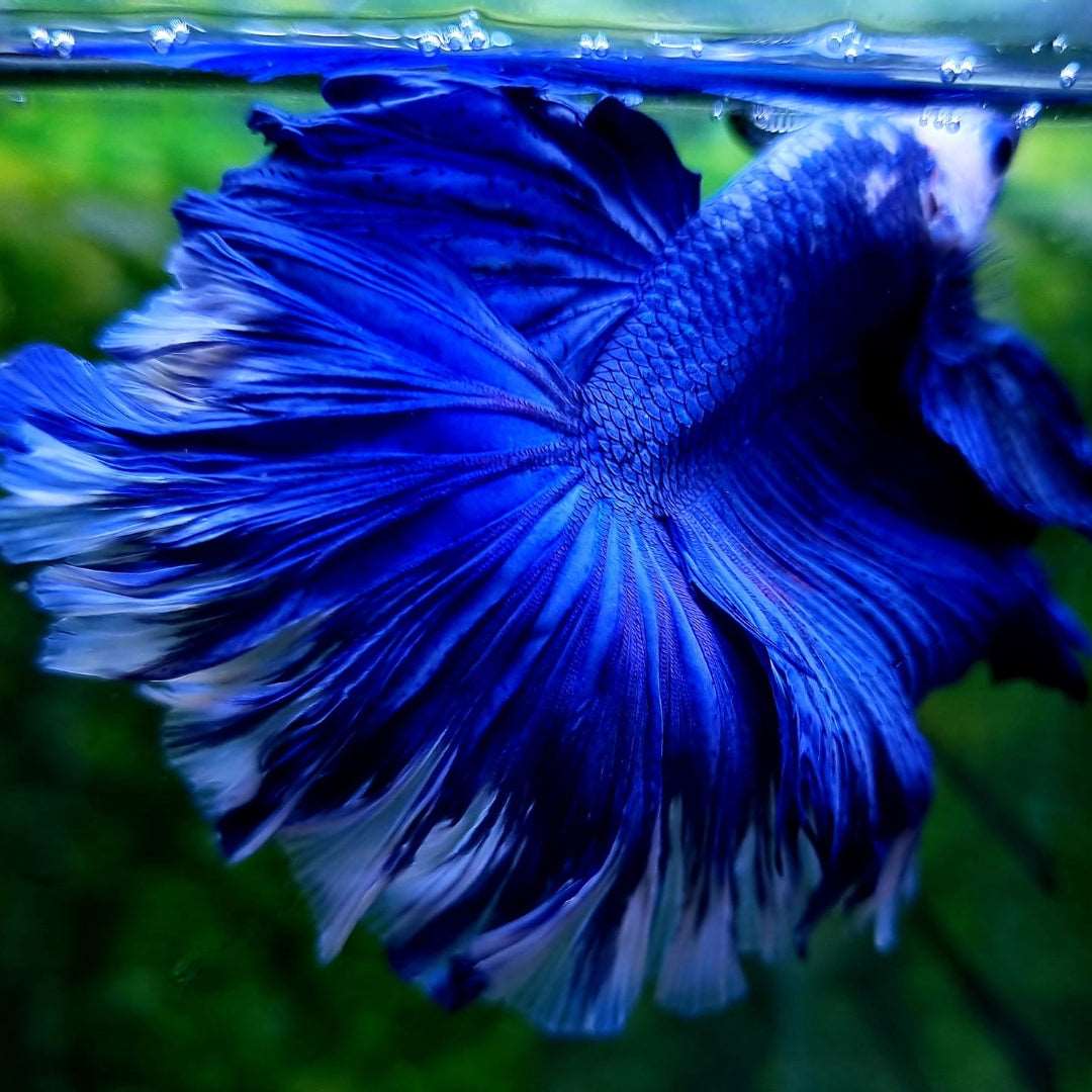 Royal Blue Dumbo Halfmoon Male Betta Fish