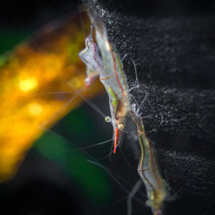 Rudolph Shrimp - The Algae Eating Warrior