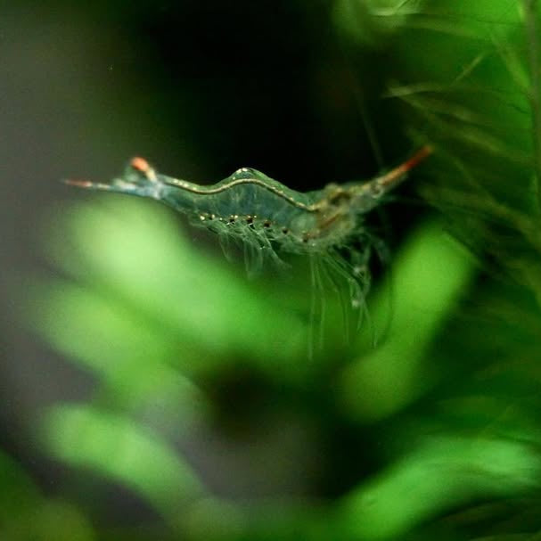 Rudolph Shrimp - The Algae Eating Warrior