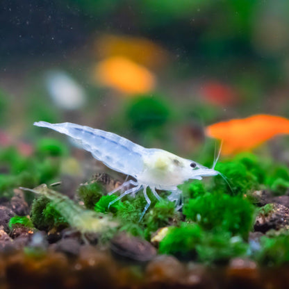 Snowball Neocaridina Shirmp