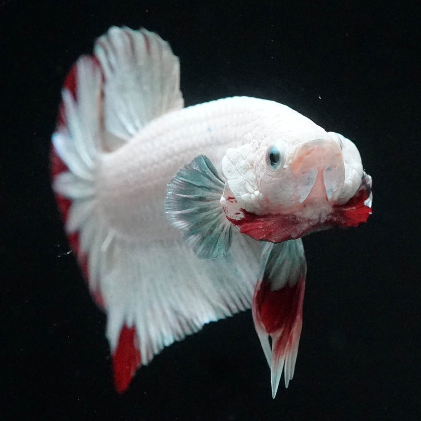 Premium Red Snow Dragon Plakat Male Betta Fish with snow white dragon scales