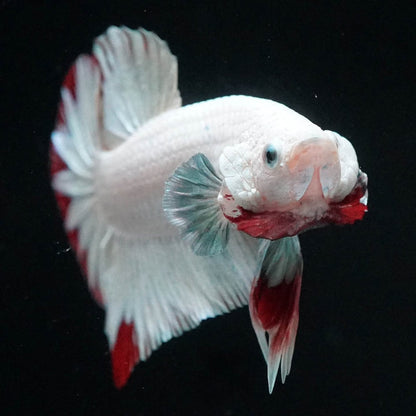 Premium Red Snow Dragon Plakat Male Betta Fish with snow white dragon scales
