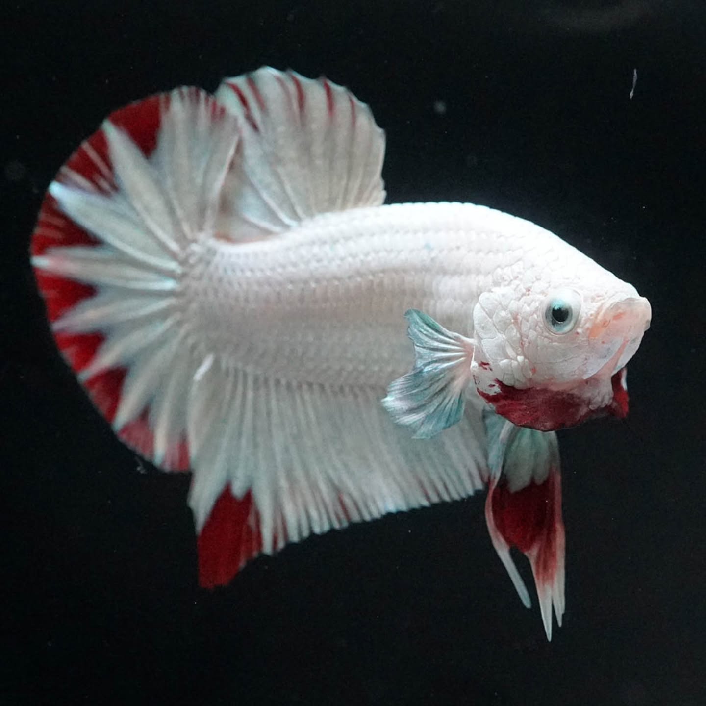 Premium Red Snow Dragon Plakat Male Betta Fish with snow white dragon scales