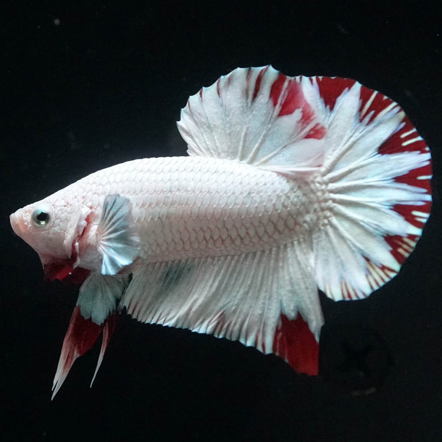 Premium Red Snow Dragon Plakat Male Betta Fish with snow white dragon scales