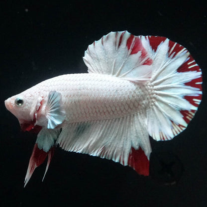 Premium Red Snow Dragon Plakat Male Betta Fish with snow white dragon scales
