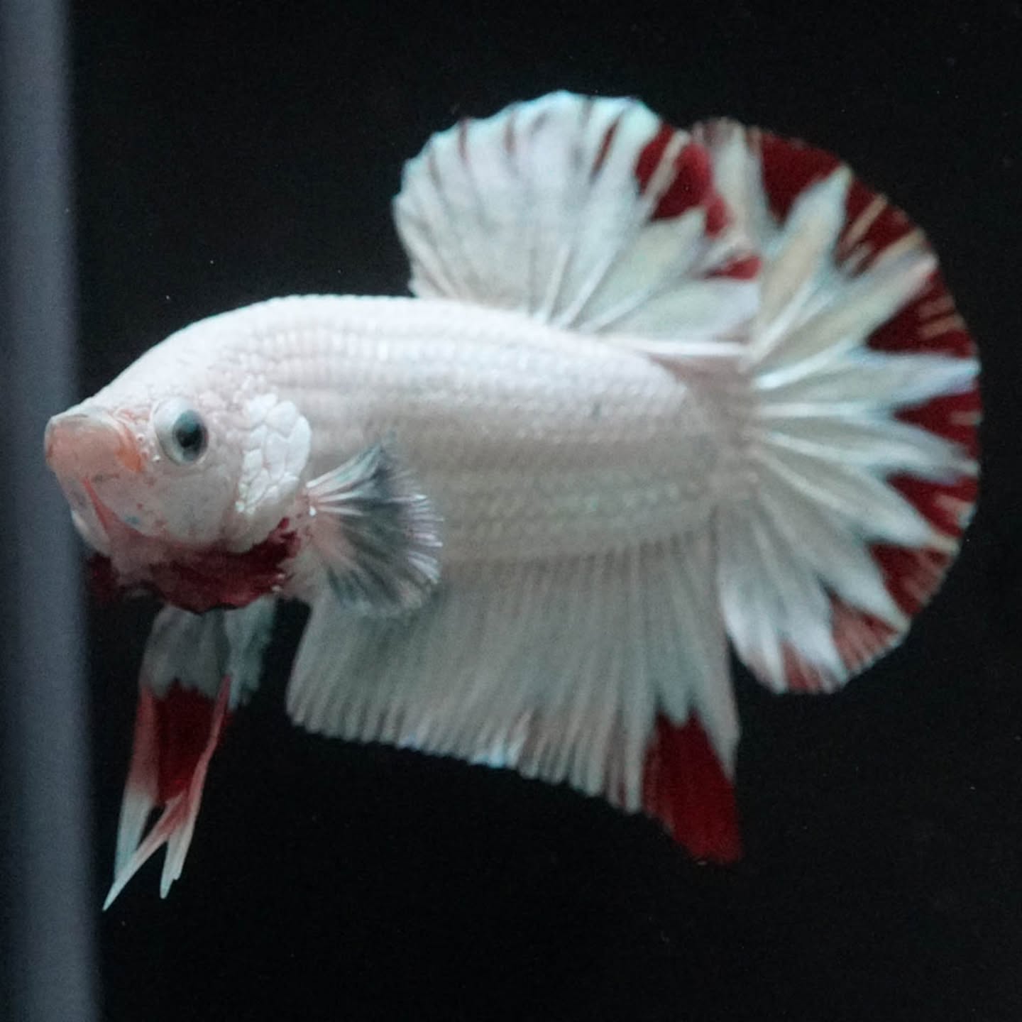 Premium Red Snow Dragon Plakat Male Betta Fish with snow white dragon scales