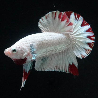 Premium Red Snow Dragon Plakat Male Betta Fish with snow white dragon scales
