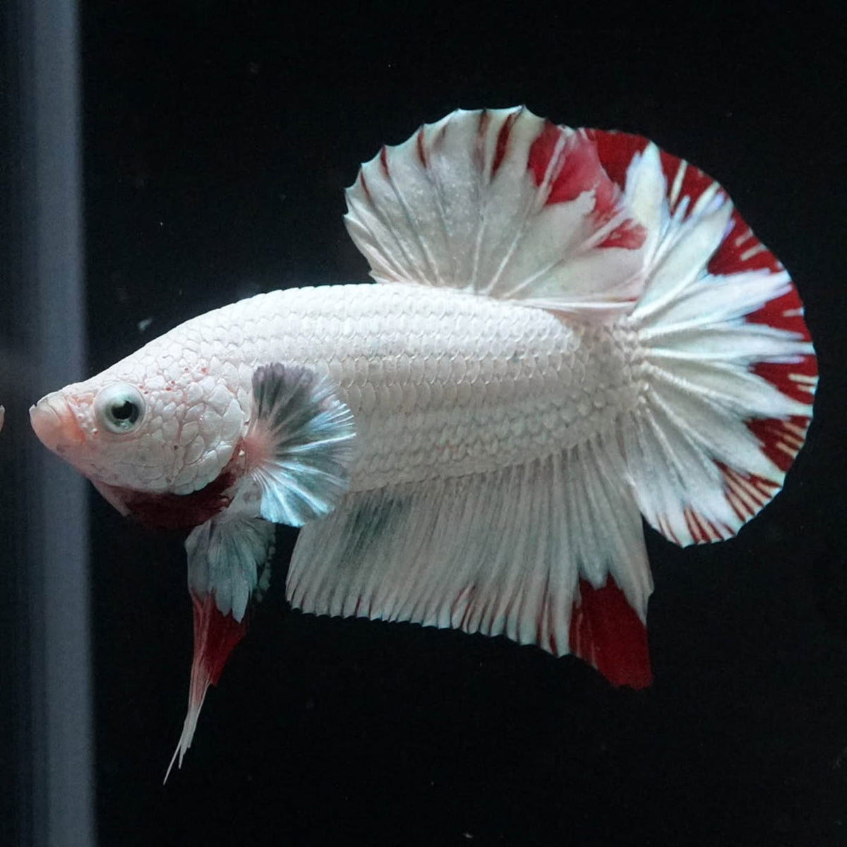 Premium Red Snow Dragon Plakat Male Betta Fish with snow white dragon scales
