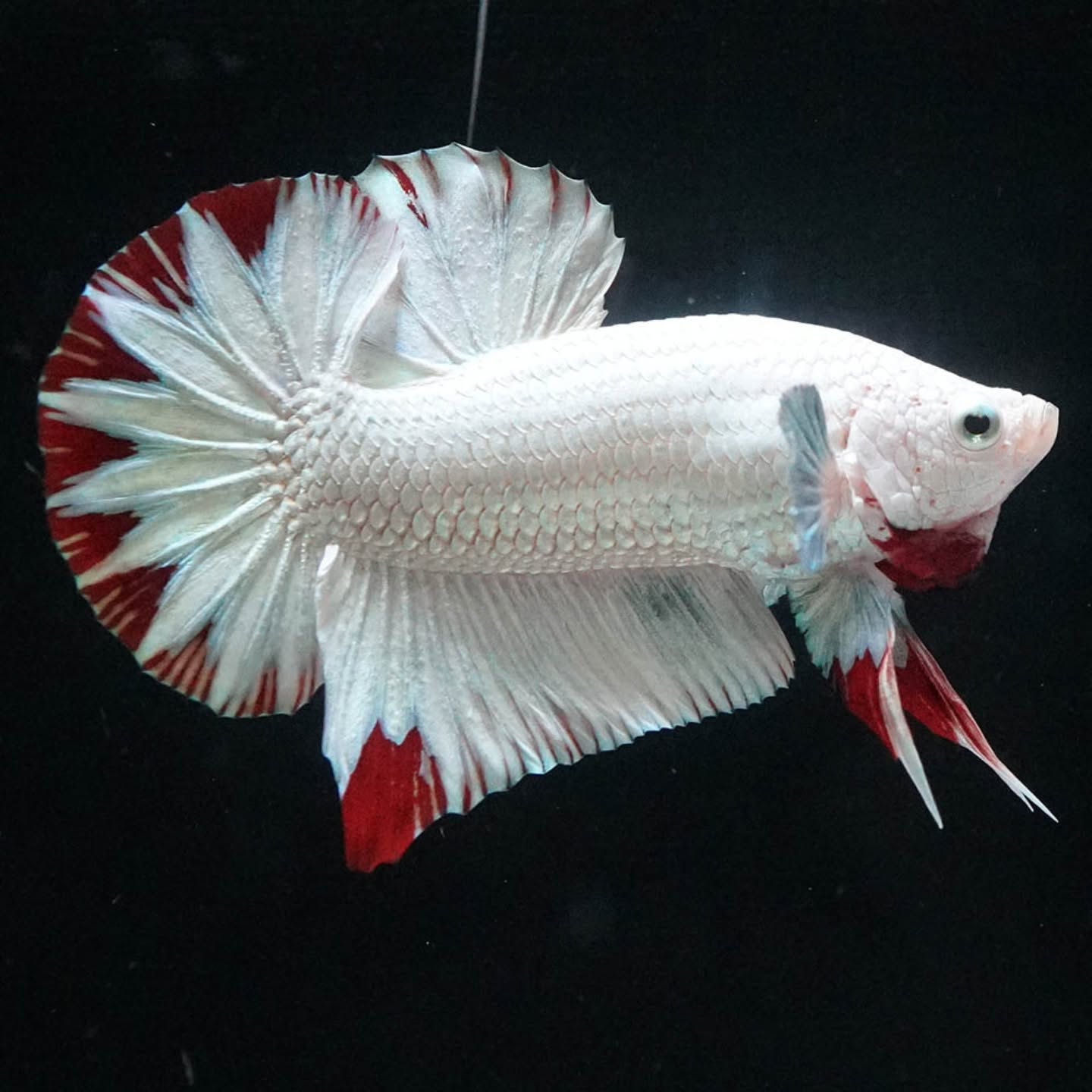 Premium Red Snow Dragon Plakat Male Betta Fish with snow white dragon scales