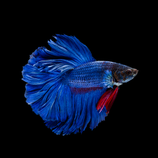 Super Blue Halfmoon Male Betta Fish