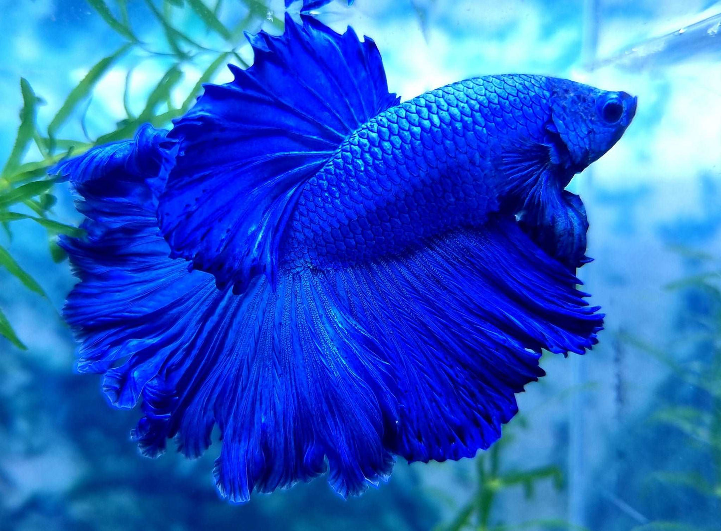 Super Blue Halfmoon Male Betta Fish