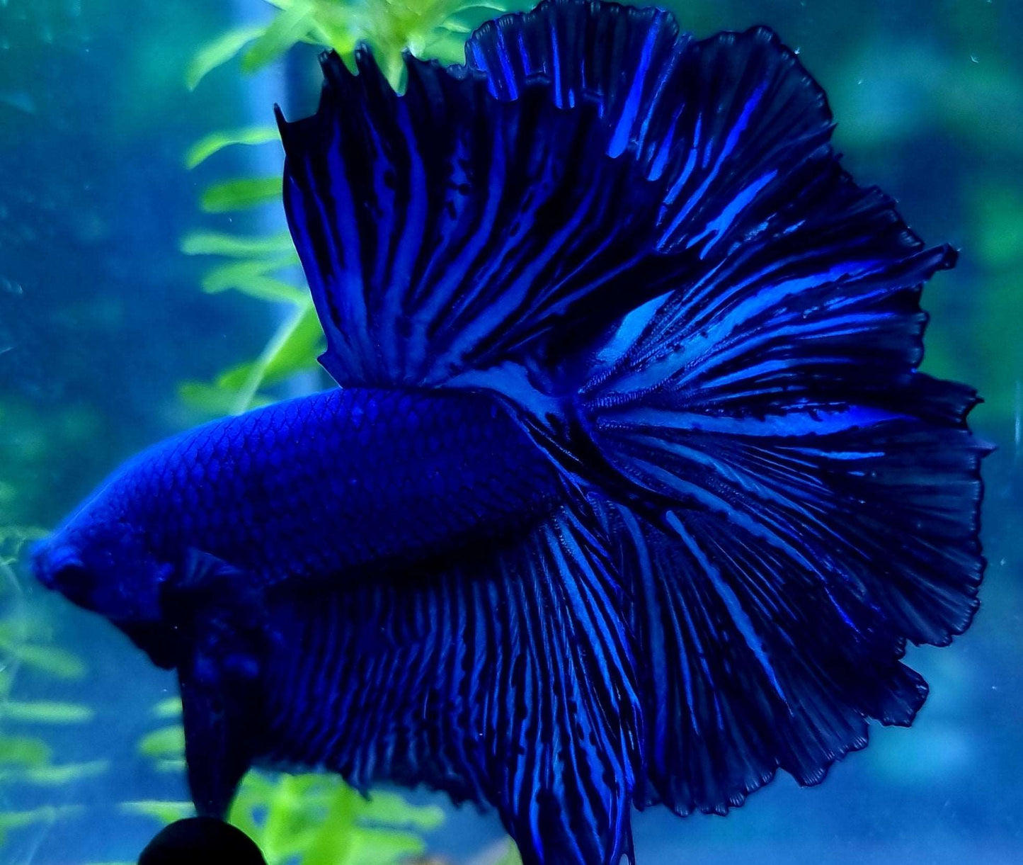 Super Blue Halfmoon Male Betta Fish