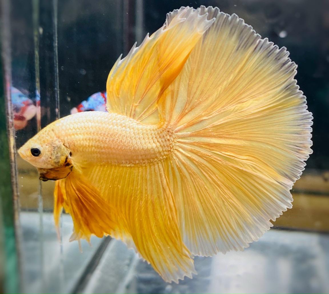 Super Gold Halfmoon Male Betta Fish