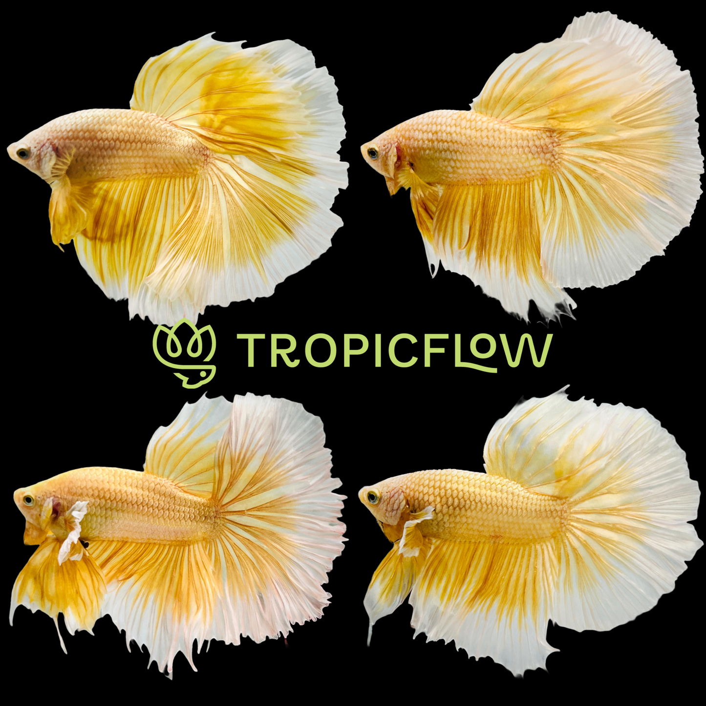 Super Gold Halfmoon Male Betta Fish