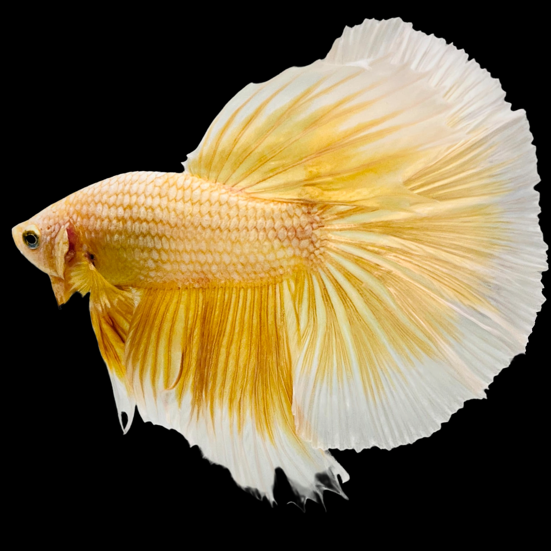 Super Gold Halfmoon Male Betta Fish