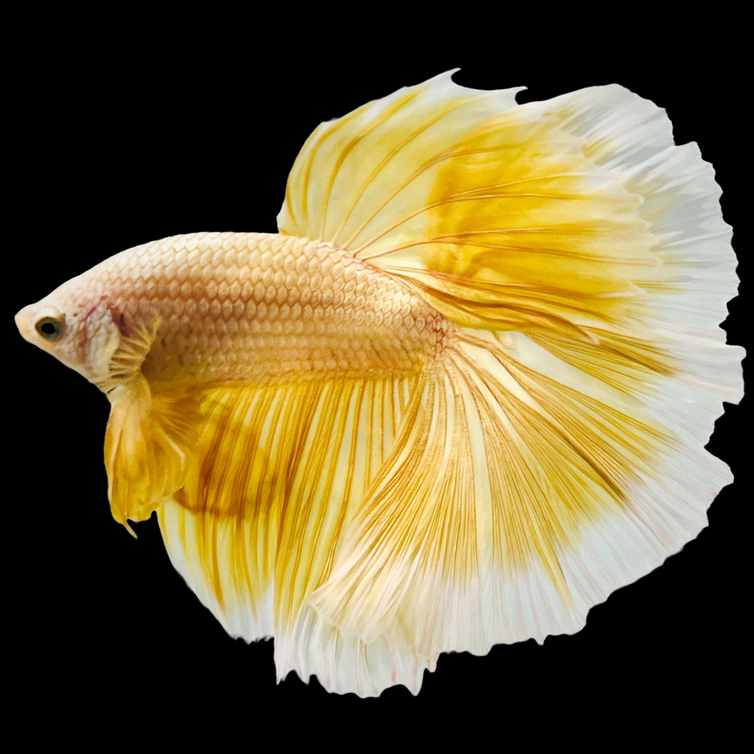 Super Gold Halfmoon Male Betta Fish