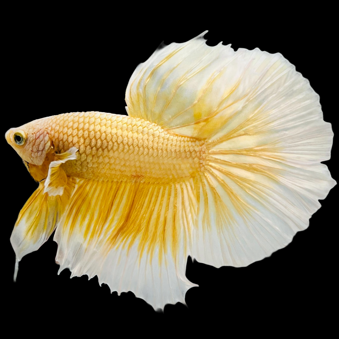 Super Gold Halfmoon Male Betta Fish