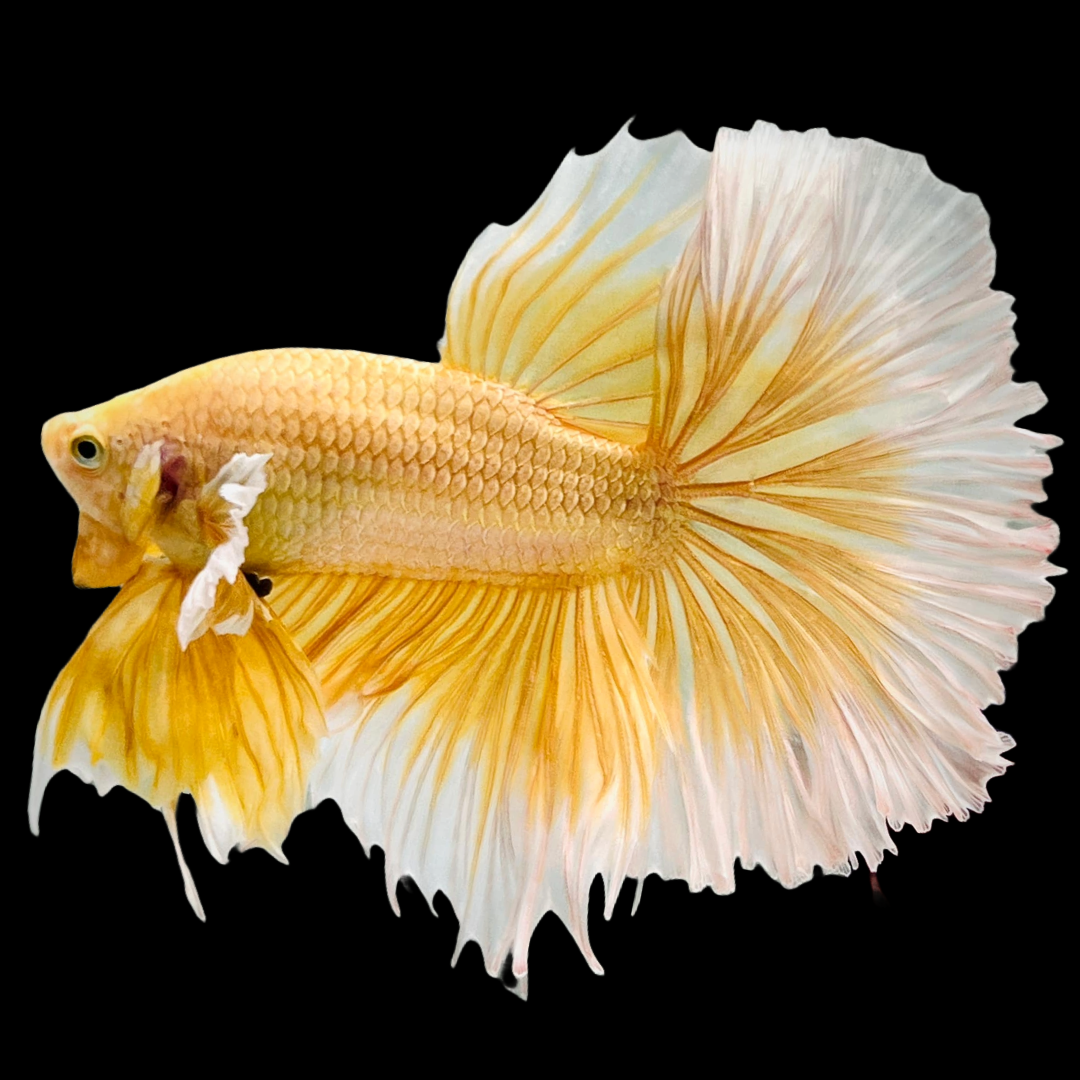 Super Gold Halfmoon Male Betta Fish