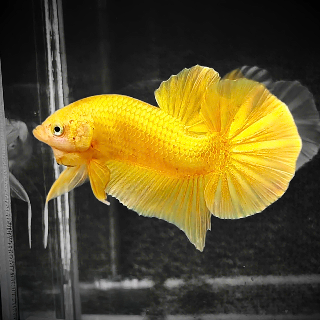 Super Gold 24k Male Betta Fish