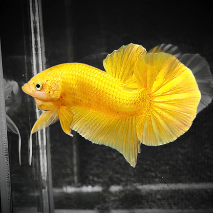 Super Gold 24k Male Betta Fish