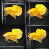 Super Gold 24k Male Betta Fish | High Grade | Mystery Betta