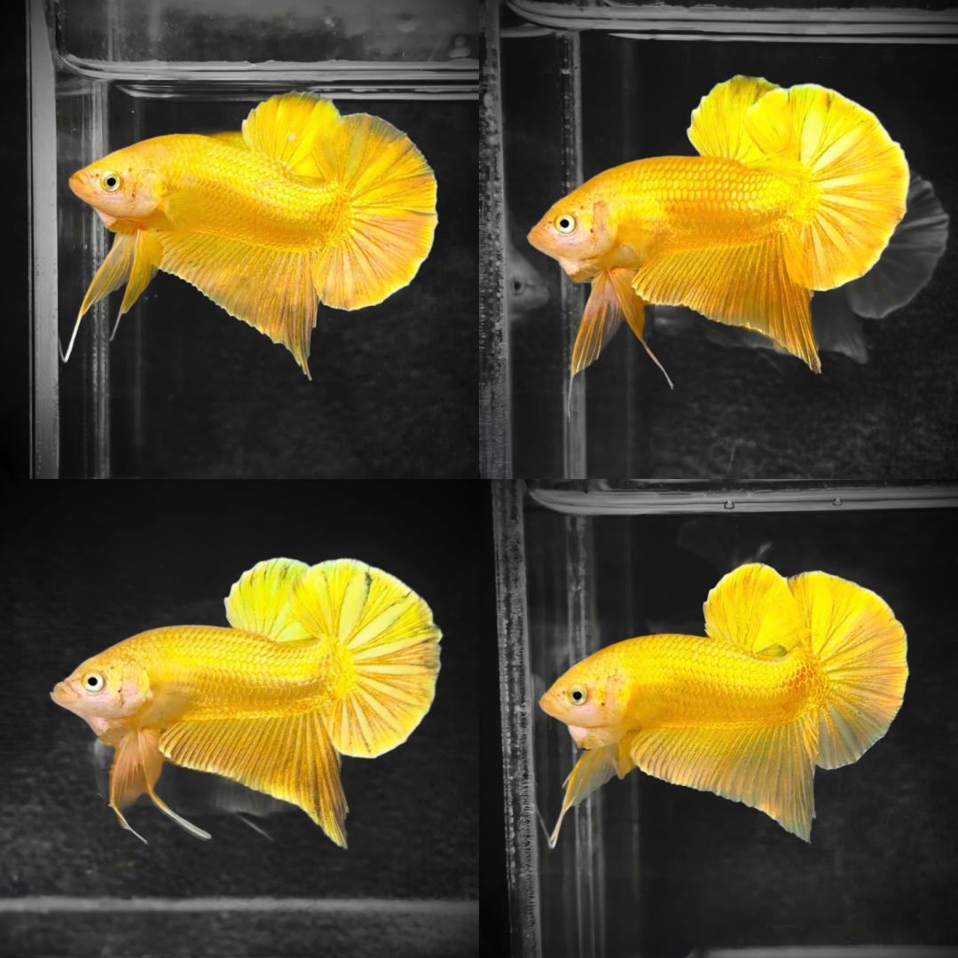 Super Gold 24k Male Betta Fish