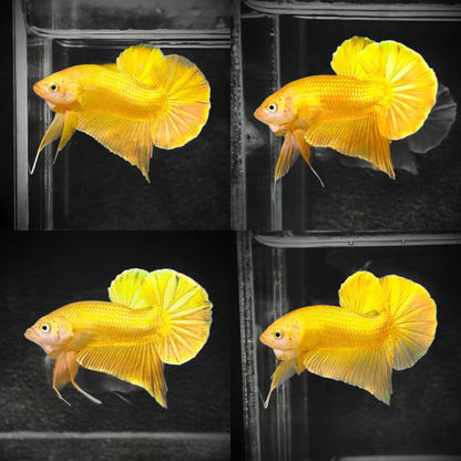 Super Gold 24k Male Betta Fish