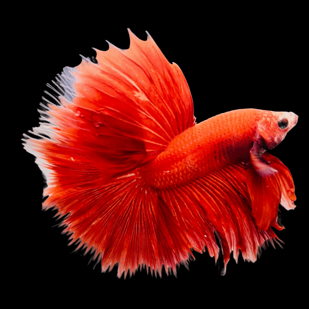 Super Red Halfmoon Male Betta Fish