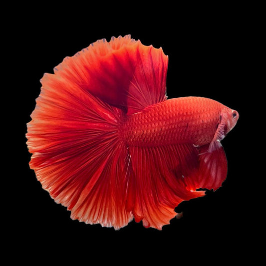 Super Red Halfmoon Male Betta Fish