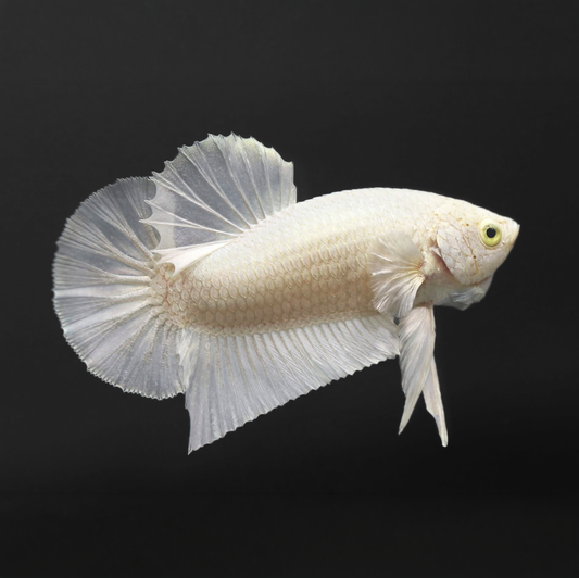 Super White Plakat Male Betta Fish