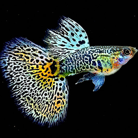 Tiger King Cobra Guppy Fish