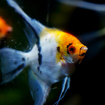 Tricolor Angelfish | Tropicflow