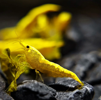 Ultra Gold Neocaridina Shrimp
