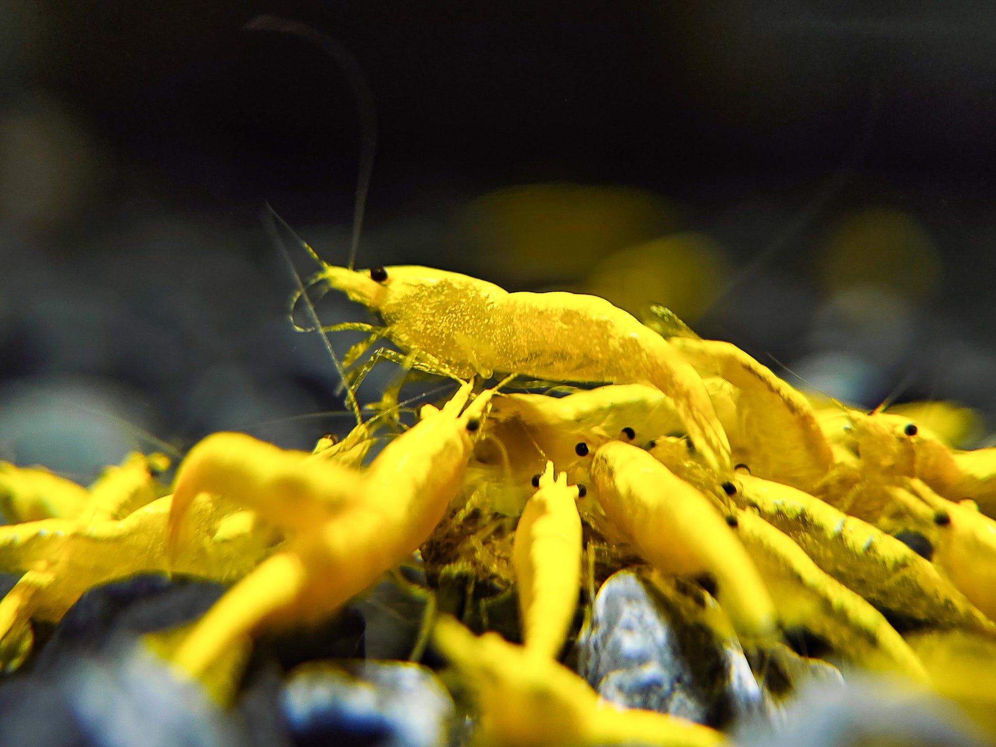 Ultra Gold Neocaridina Shrimp