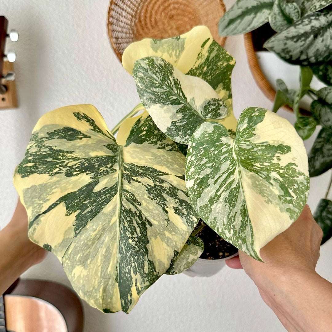 Variegated Monstera Creme Brulee Tissue Culture Plant