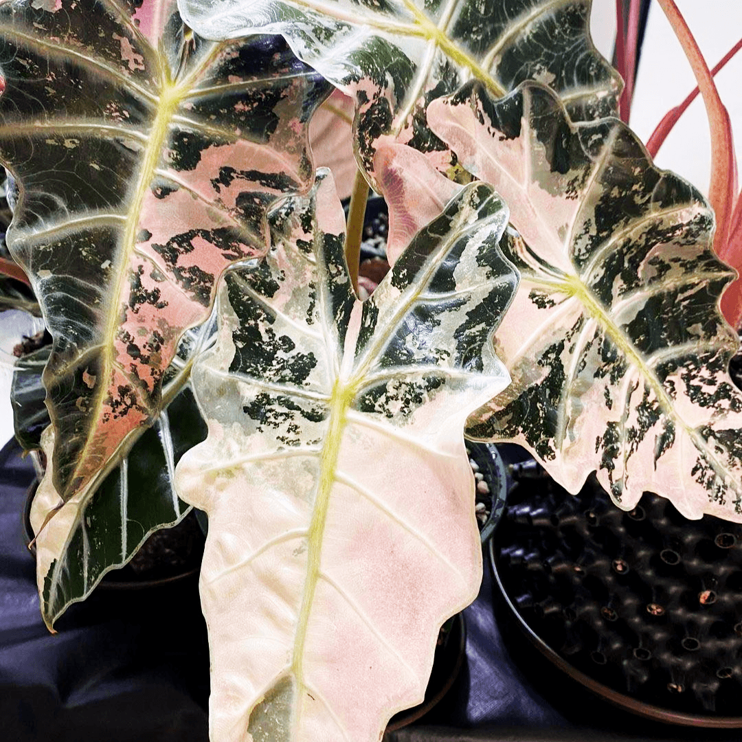 Variegated Alocasia Amazonica Polly Tissue Culture Plant