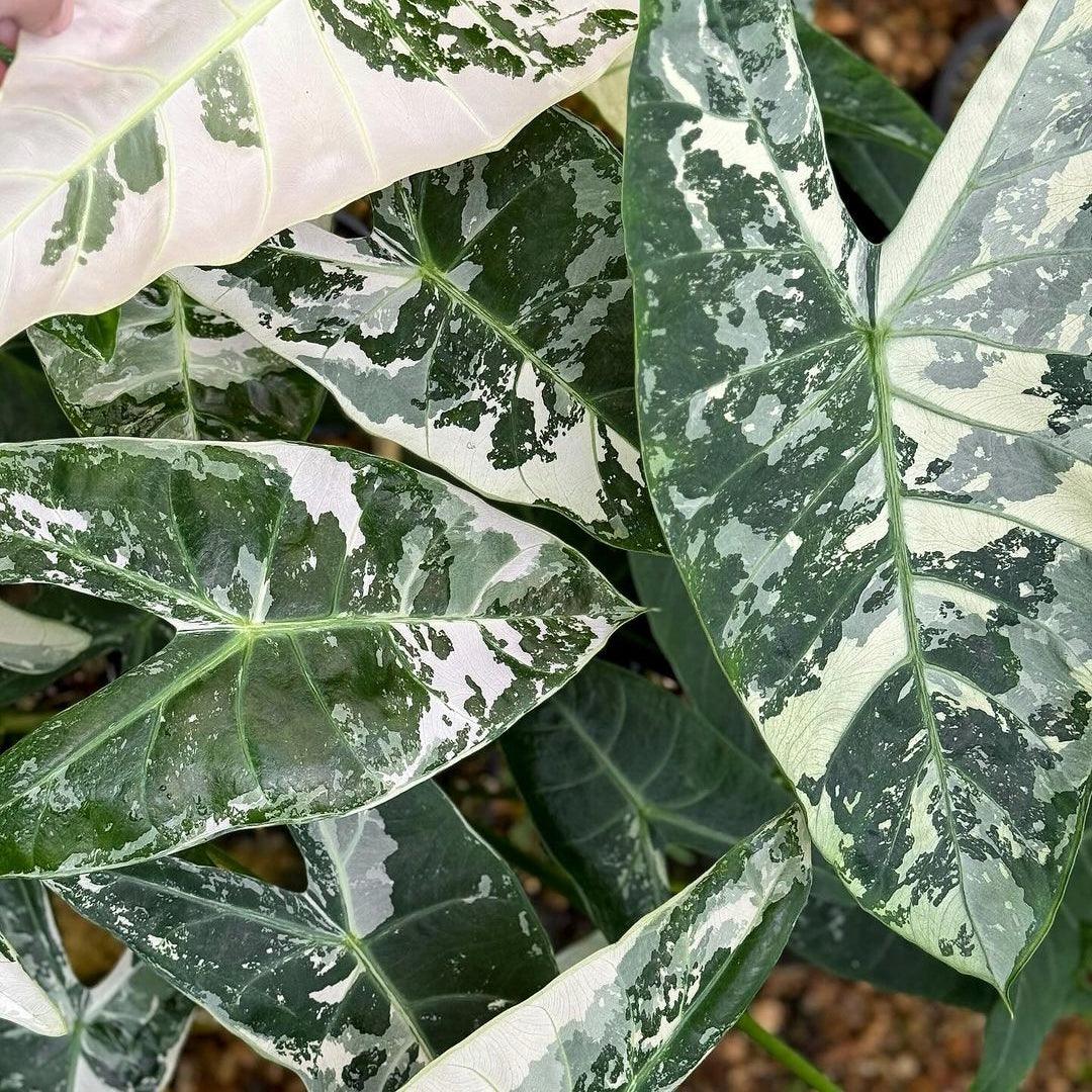 Variegated Alocasia Longiloba Tissue Culture Plant