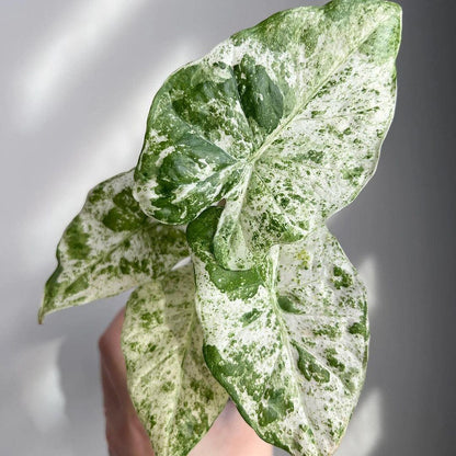 Variegated Alocasia Odora Batik Tissue Culture Plant